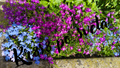 Lobelia — Blue and Purple in the Garden — Digital Photography