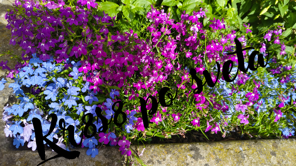 Lobelia — Blue and Purple in the Garden — Digital Photography