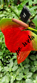 Anthurium – Kew Gardens, London – Krissy Around the World