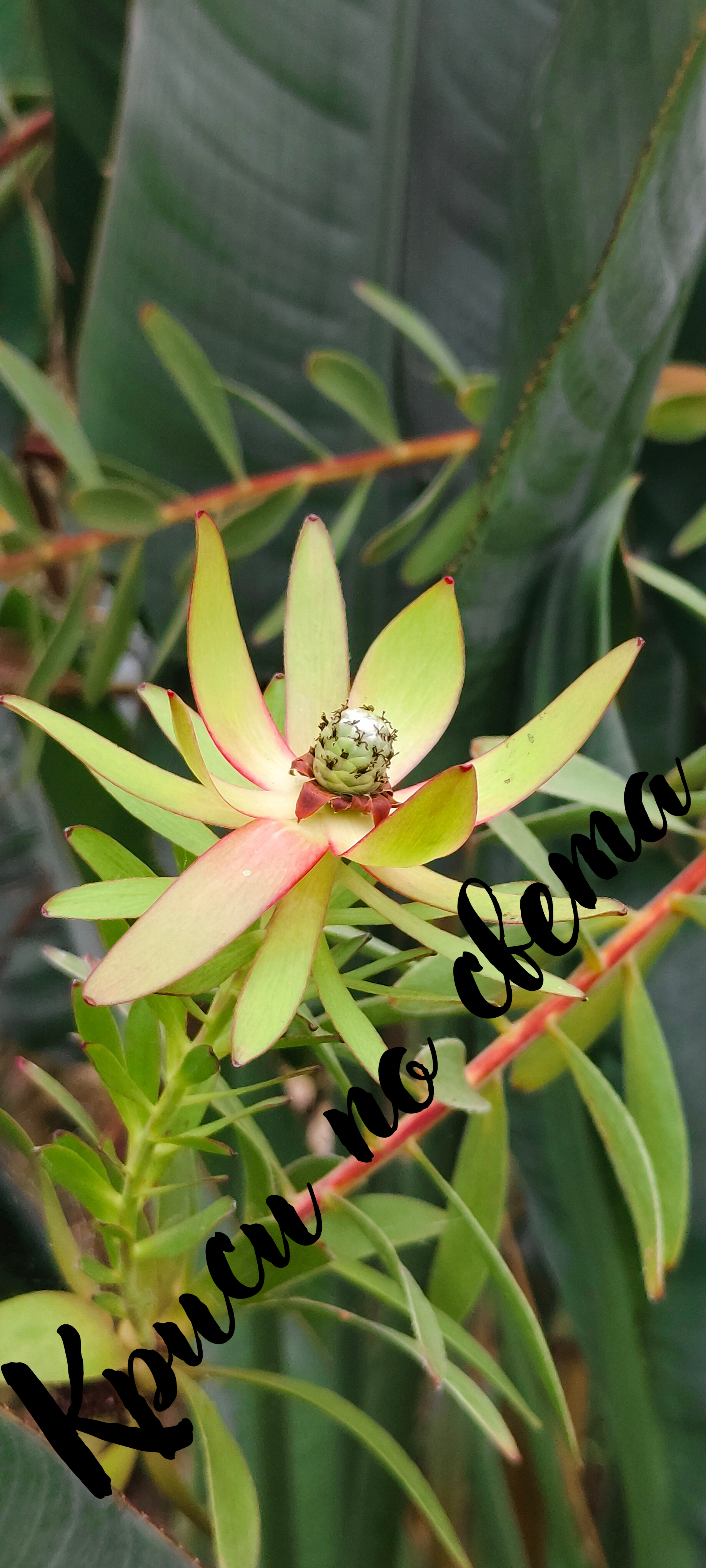 Exotic Plants – Kew Gardens, London | Printable Wall Art Set