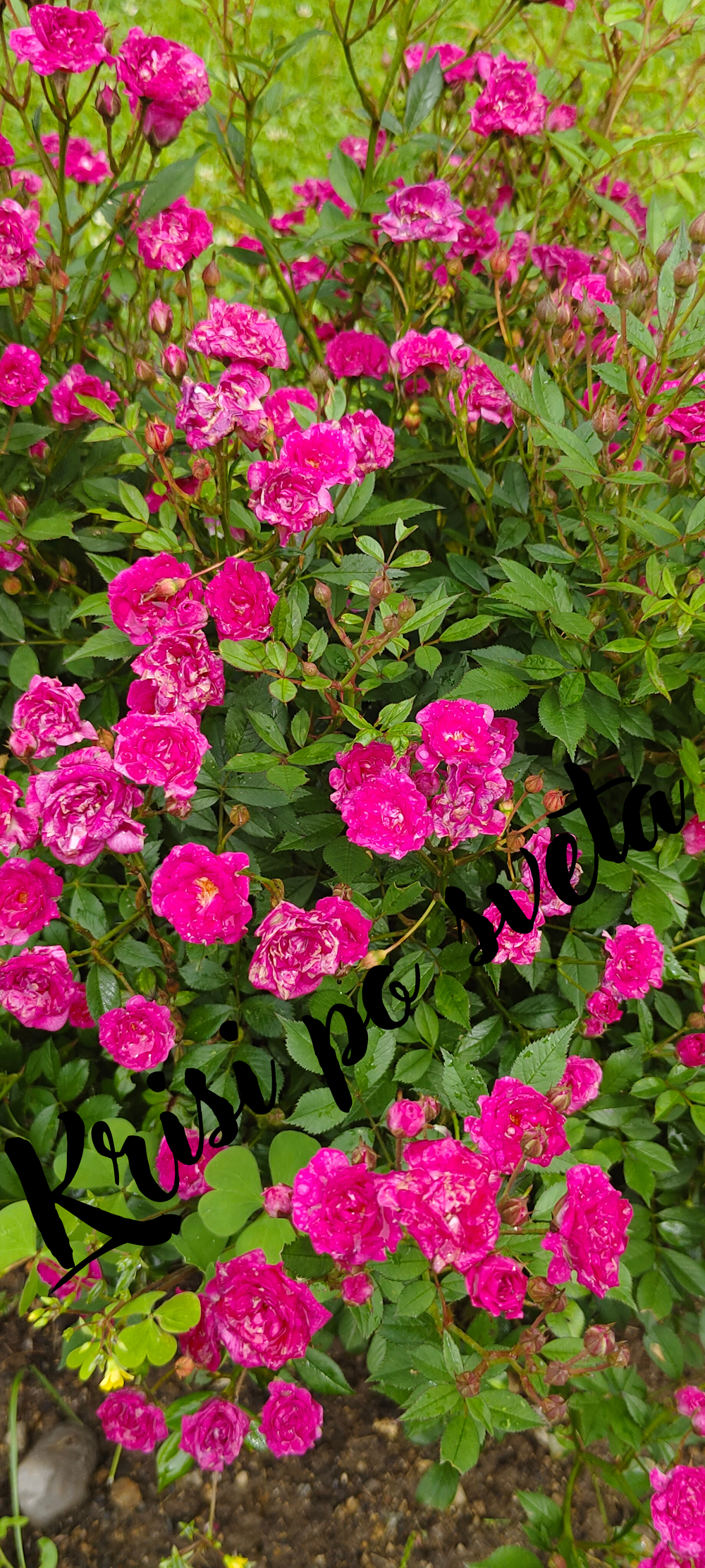 Rose Bush – Digital Photo