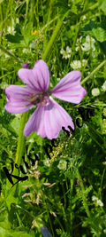Purple mallow in the meadow