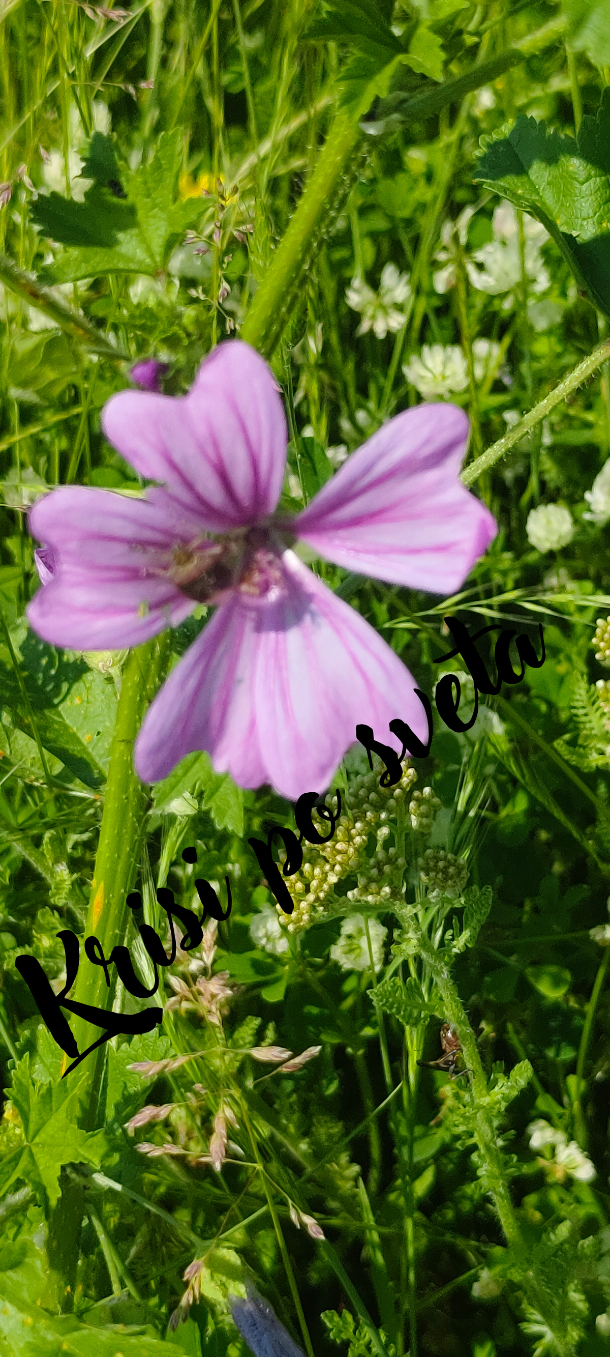 Purple mallow in the meadow