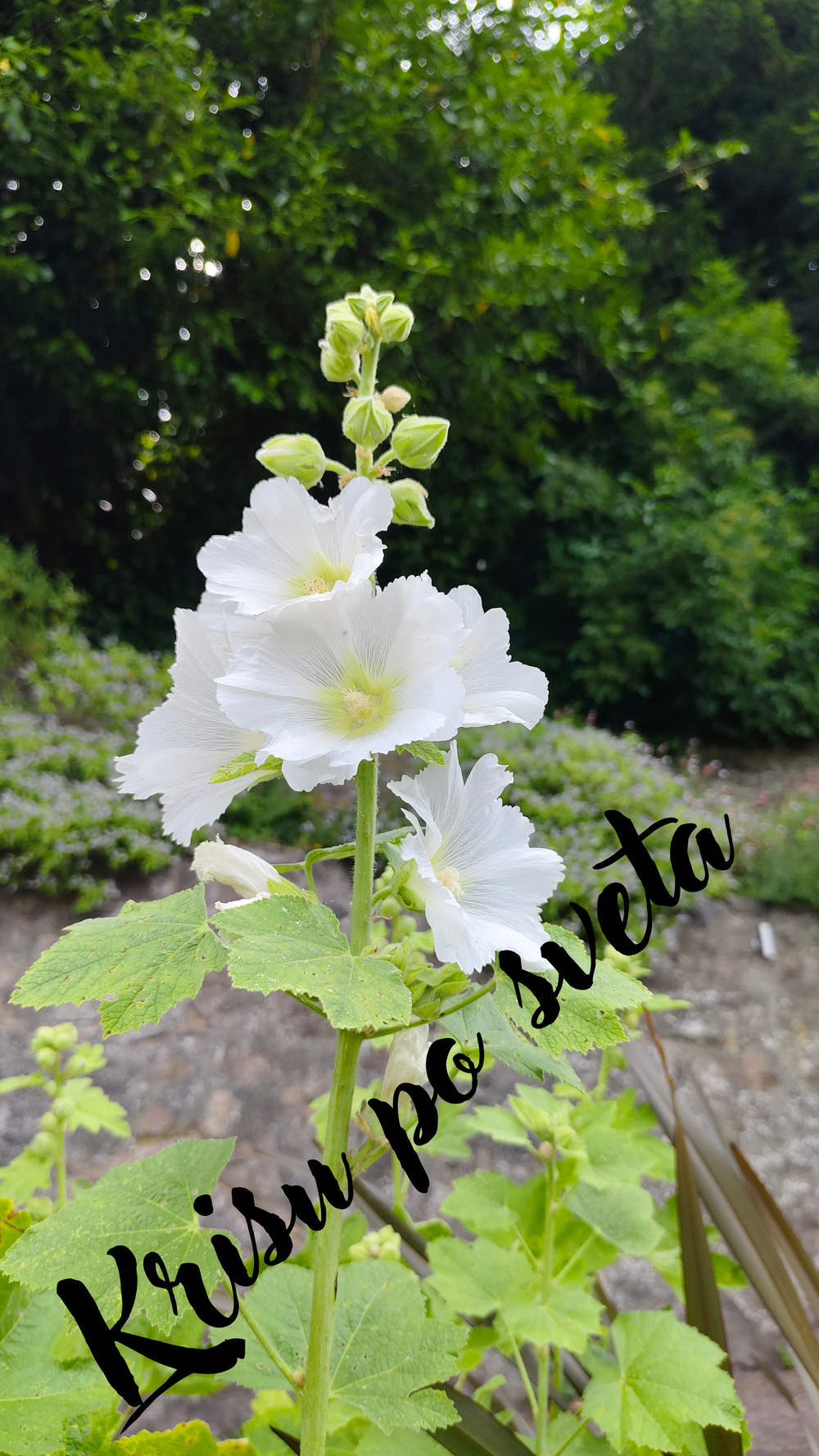 White Rose — Purity in the Garden — Digital Photography