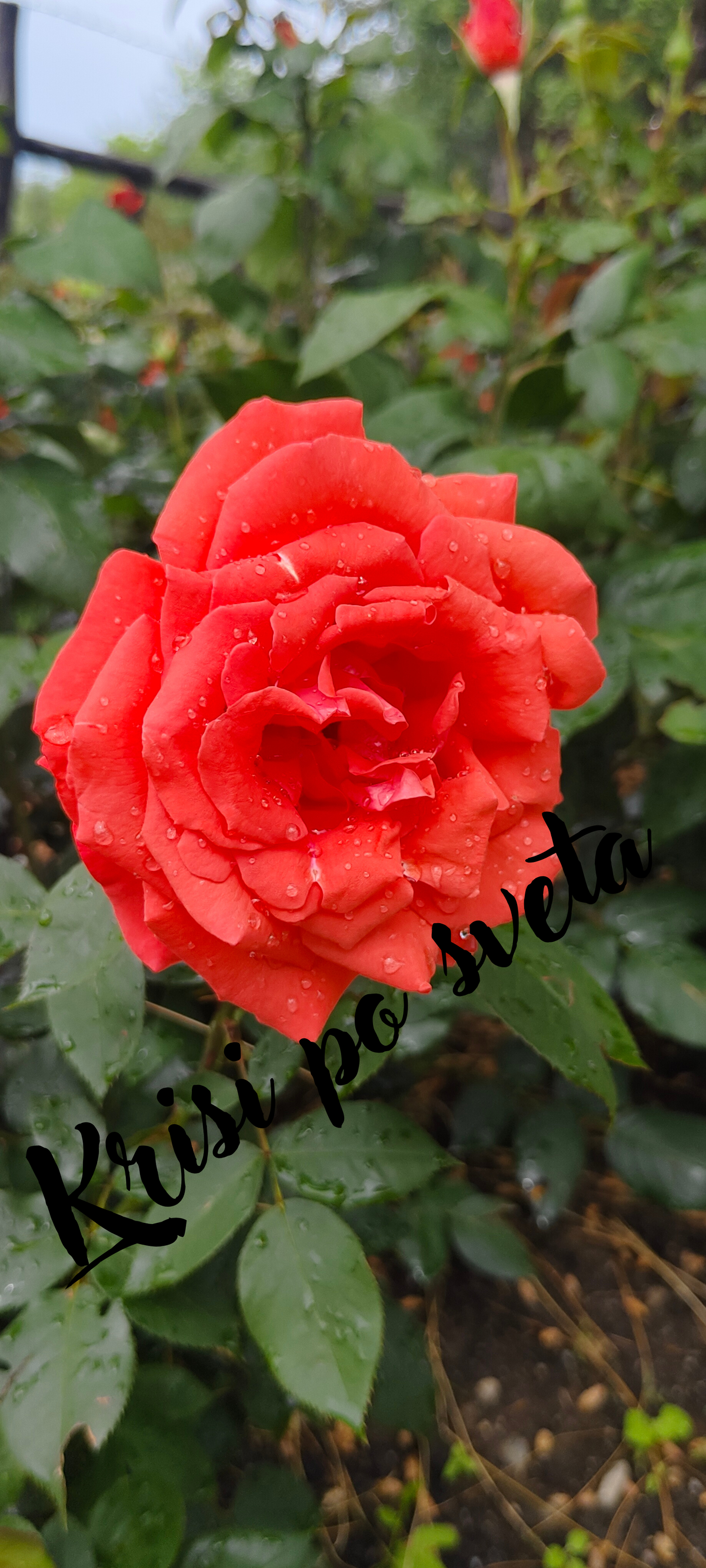 Red Rose with Drops - Digital Photo