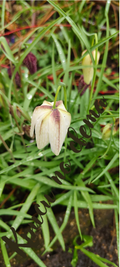 Fritillaria Meleagris Alba – White Snake's Head Fritillary