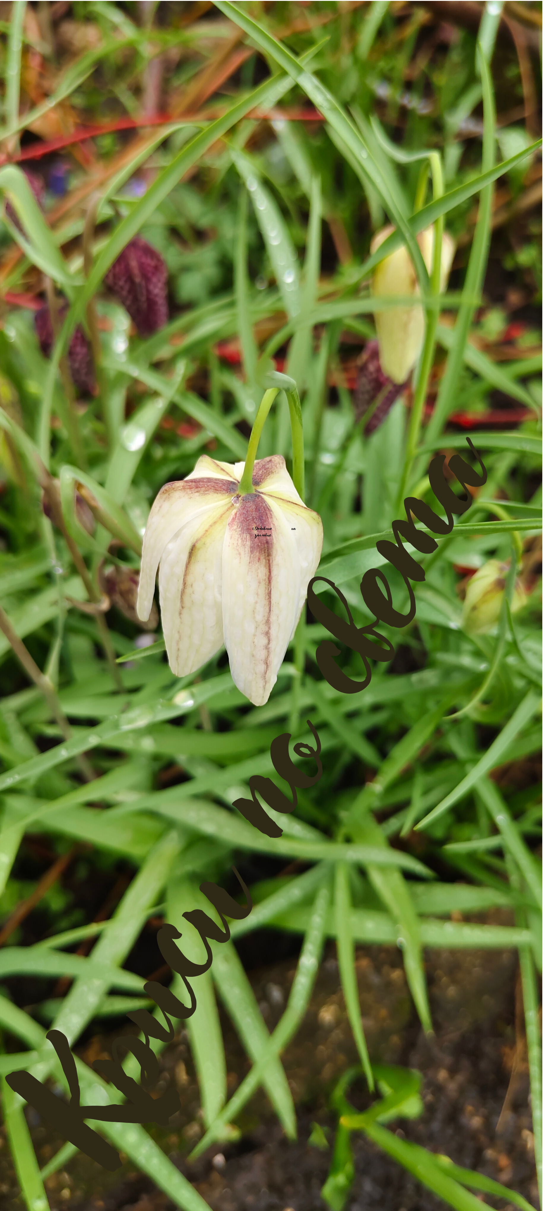 Fritillaria Meleagris Alba – White Snake's Head Fritillary