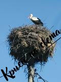 The Stork on Guard – Digital photo