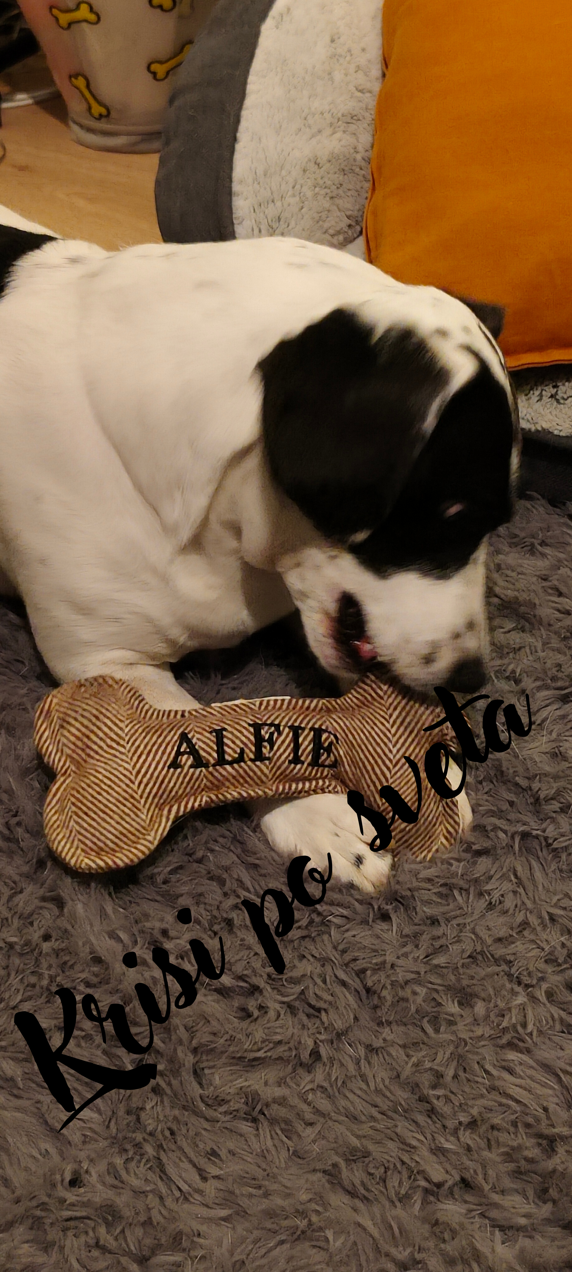 Alfie and His Favorite Bone