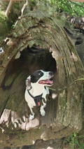Alfie in a hollow of a fallen tree – the little explorer