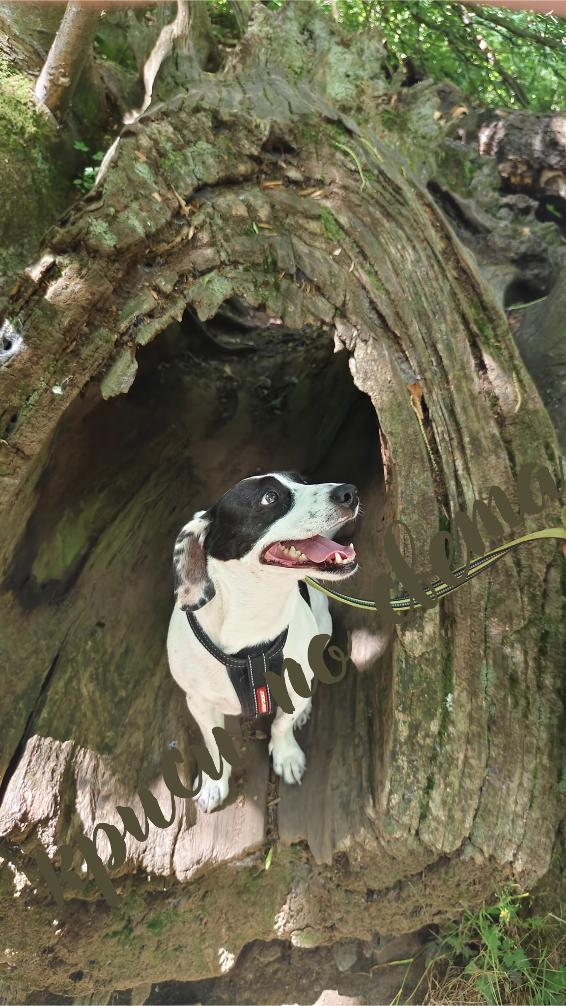 Alfie in a hollow of a fallen tree – the little explorer