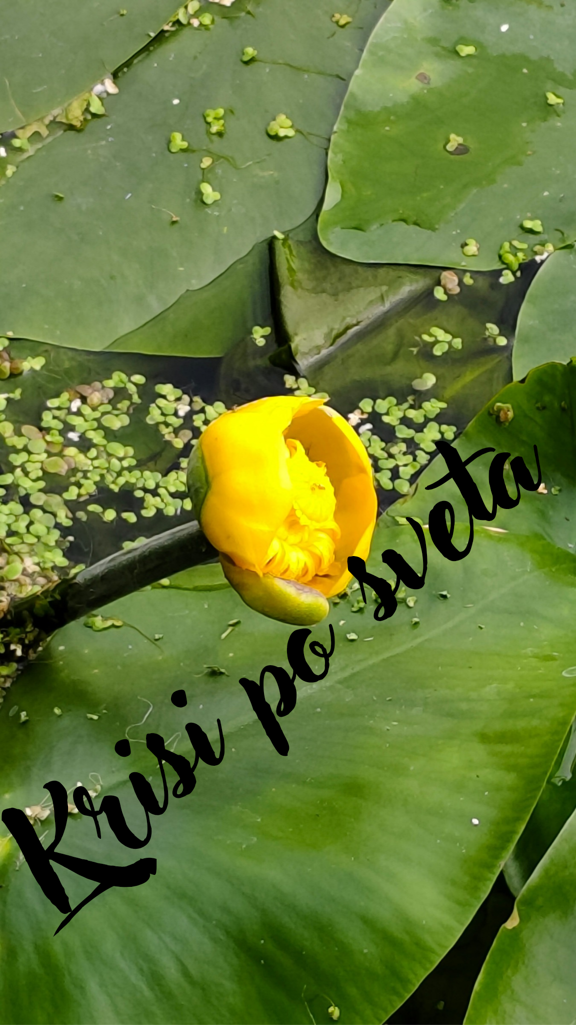 Yellow water lily – wild flower