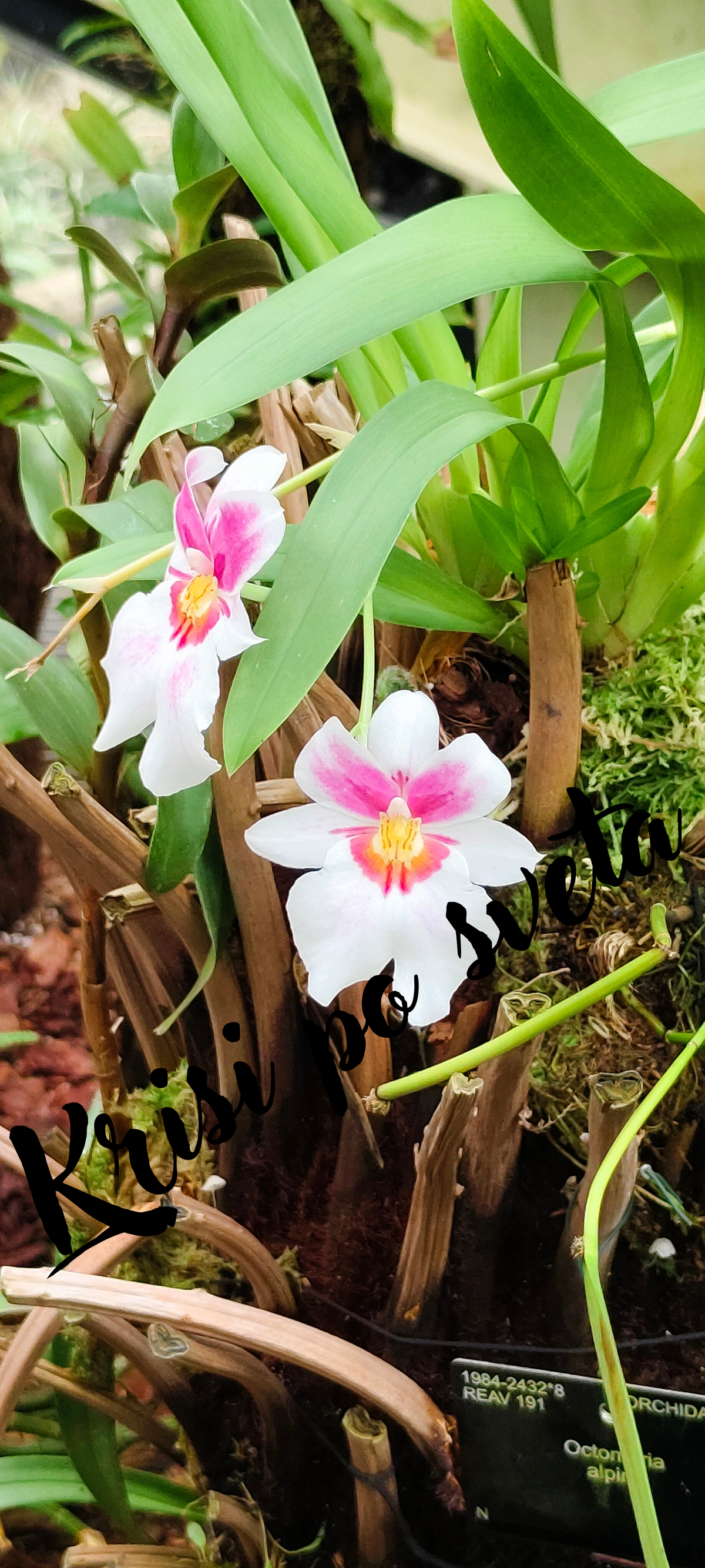 Octomeria alpina orchid – Kew Gardens, London