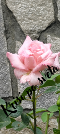 Pink rose after rain