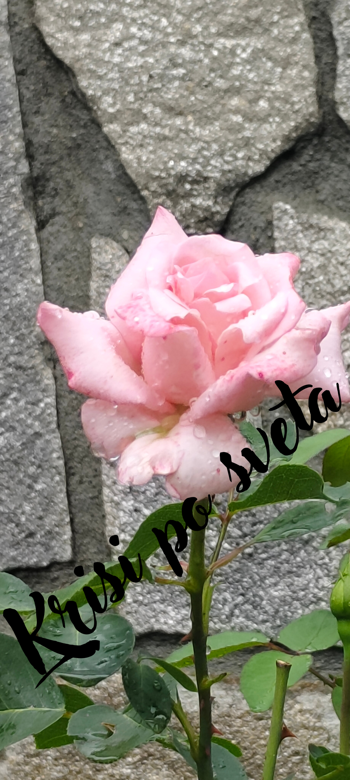 Pink rose after rain