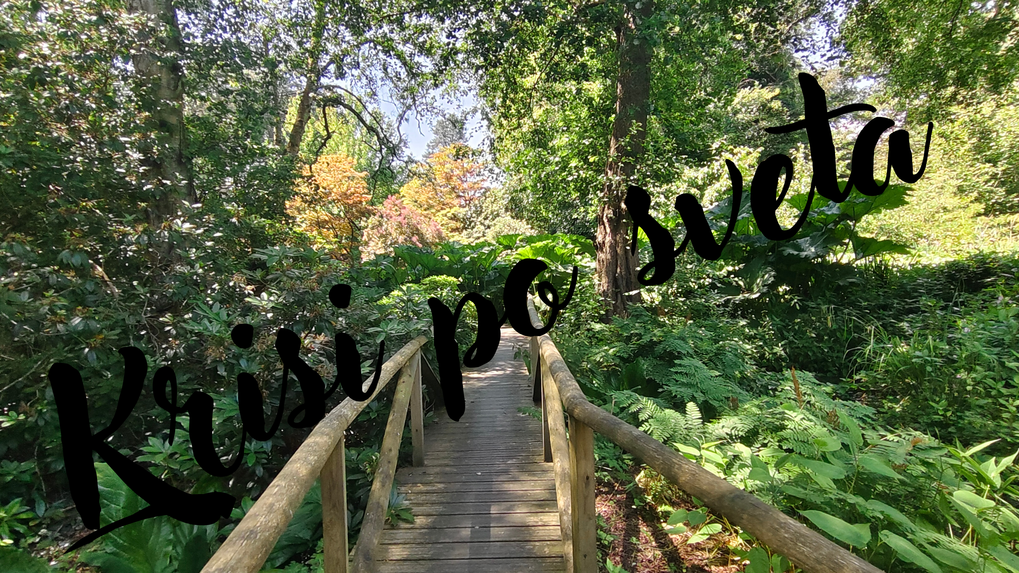 Wooden Bridge in the Forest – Path to the Unknown | Digital Print