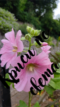 Blooming hollyhock - summer beauty