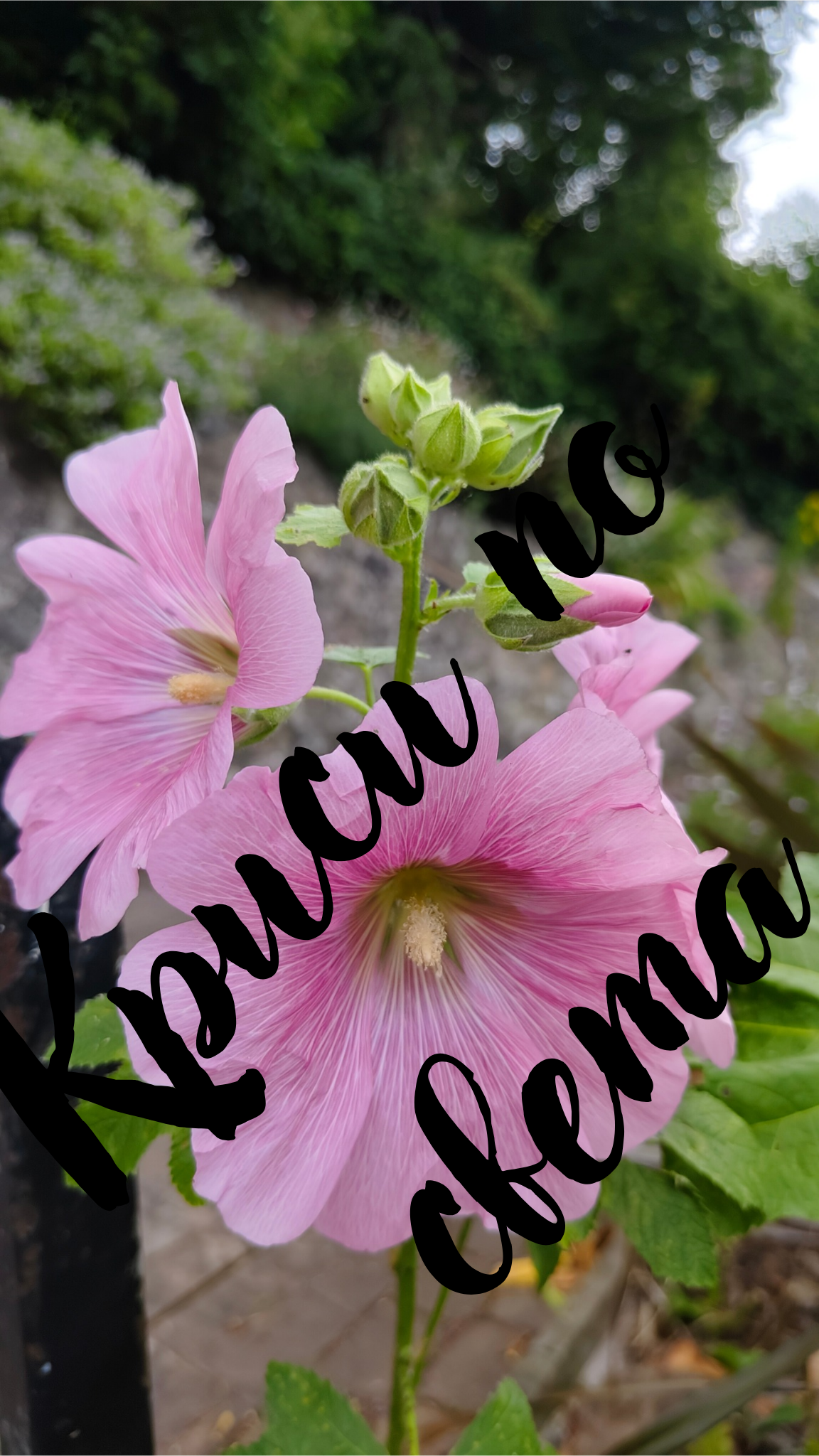 Blooming hollyhock - summer beauty