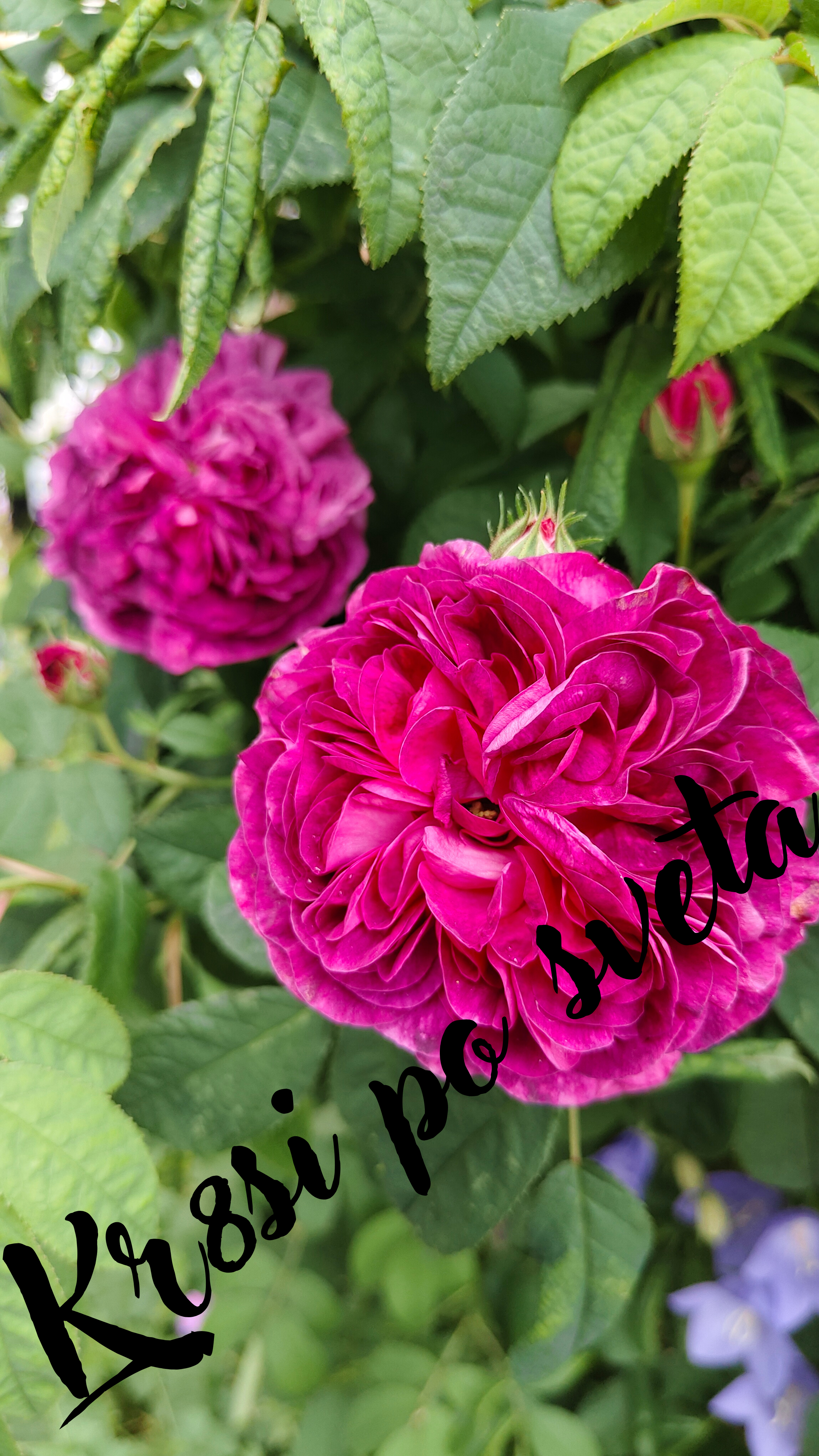 Fragrant Old Roses – Rock Houses, England
