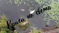 Swan's Nest - Wildlife