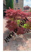 Japanese maple - red leaves