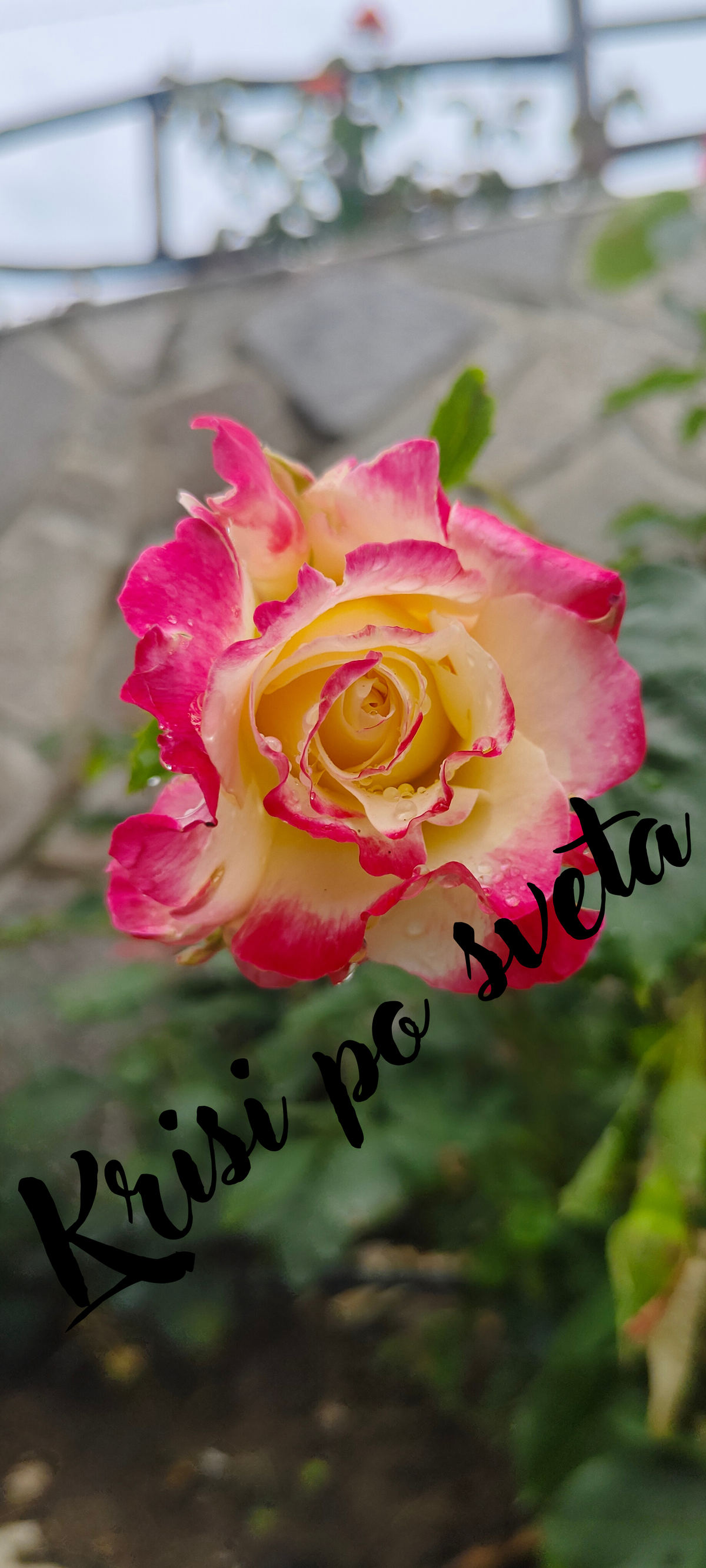 Bicolor rose in the garden