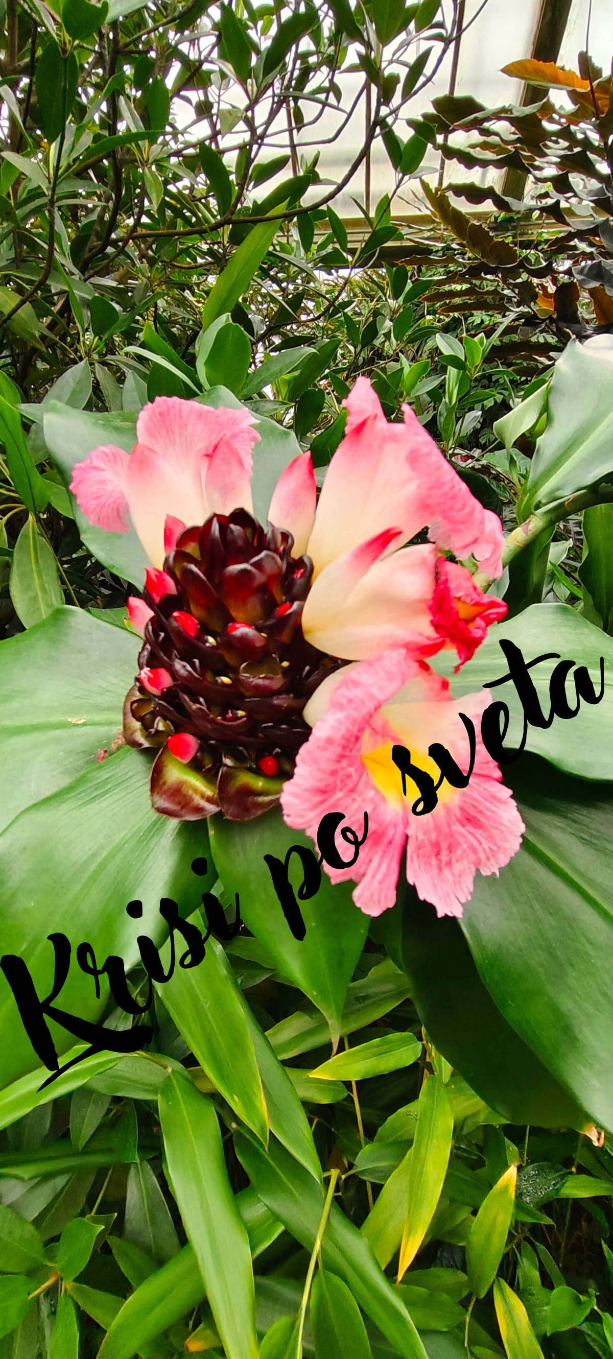Exotic Tropical Ginger – Kew Gardens, London