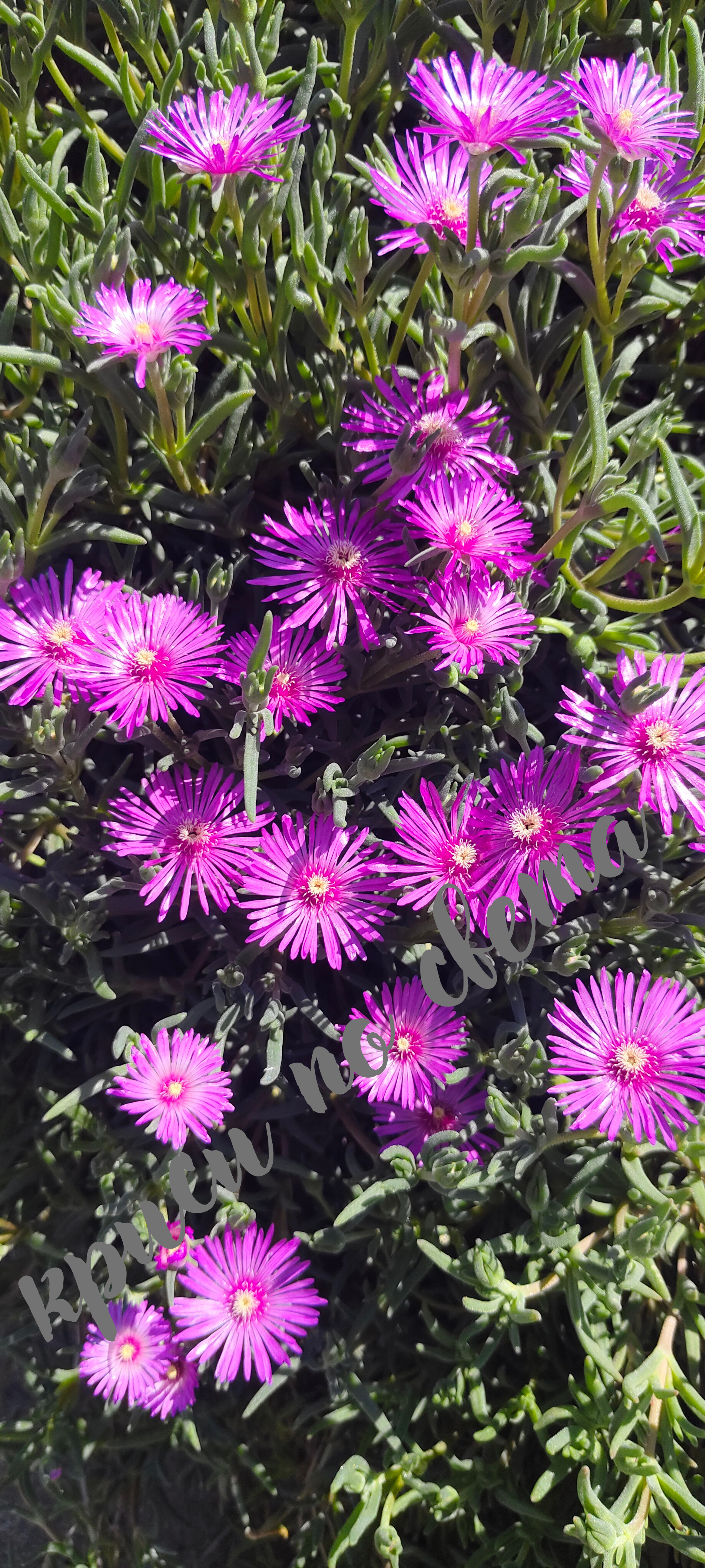 Delosperma – Purple Ice Plant