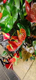Anthuriums in the rain – Kew Gardens, London – Krissy Around the World