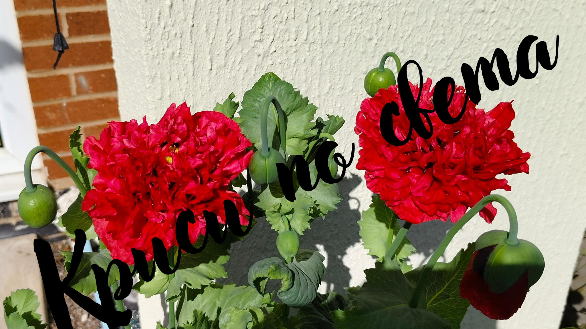 Double red poppies - a field flower