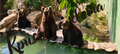 Three brown bears by the water