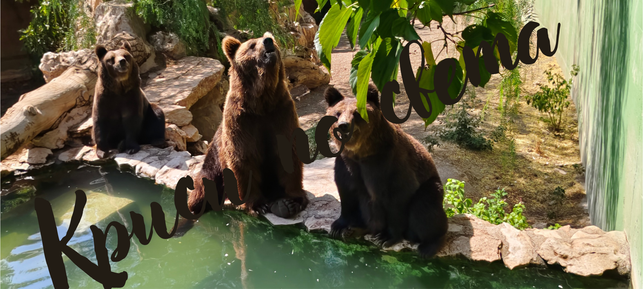 Three brown bears by the water