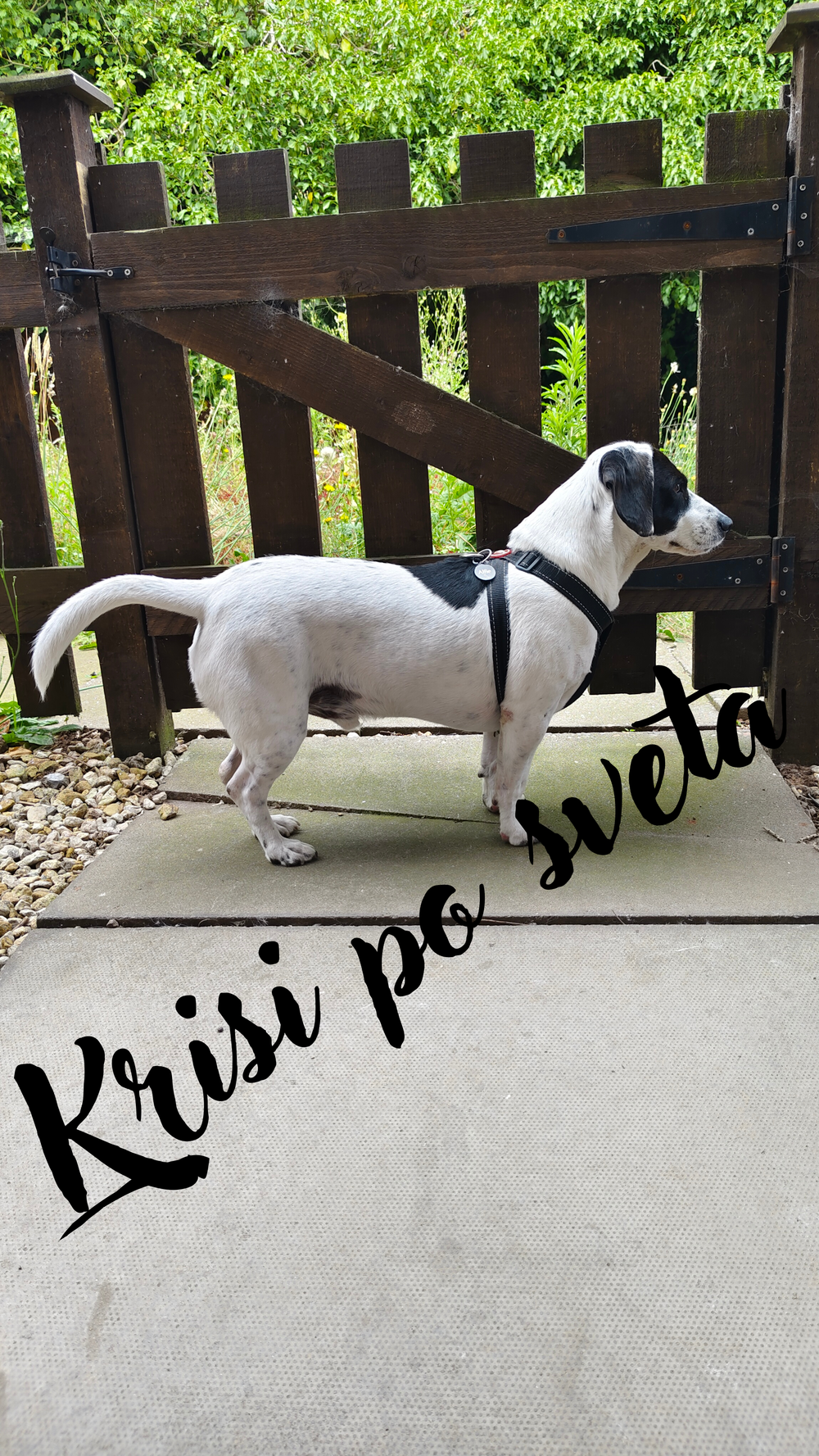 Waiting for the Snowdrop – Moments with Alfie | Digital Print