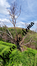Lightning-struck tree - between life and death