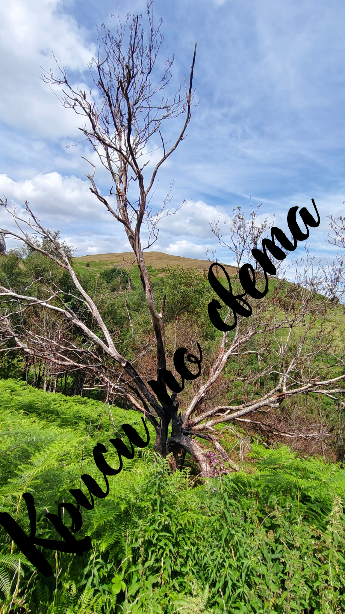 Lightning-struck tree - between life and death