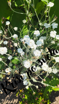 Weiße Blumen Lychnis Coronaria – Englischer Garten