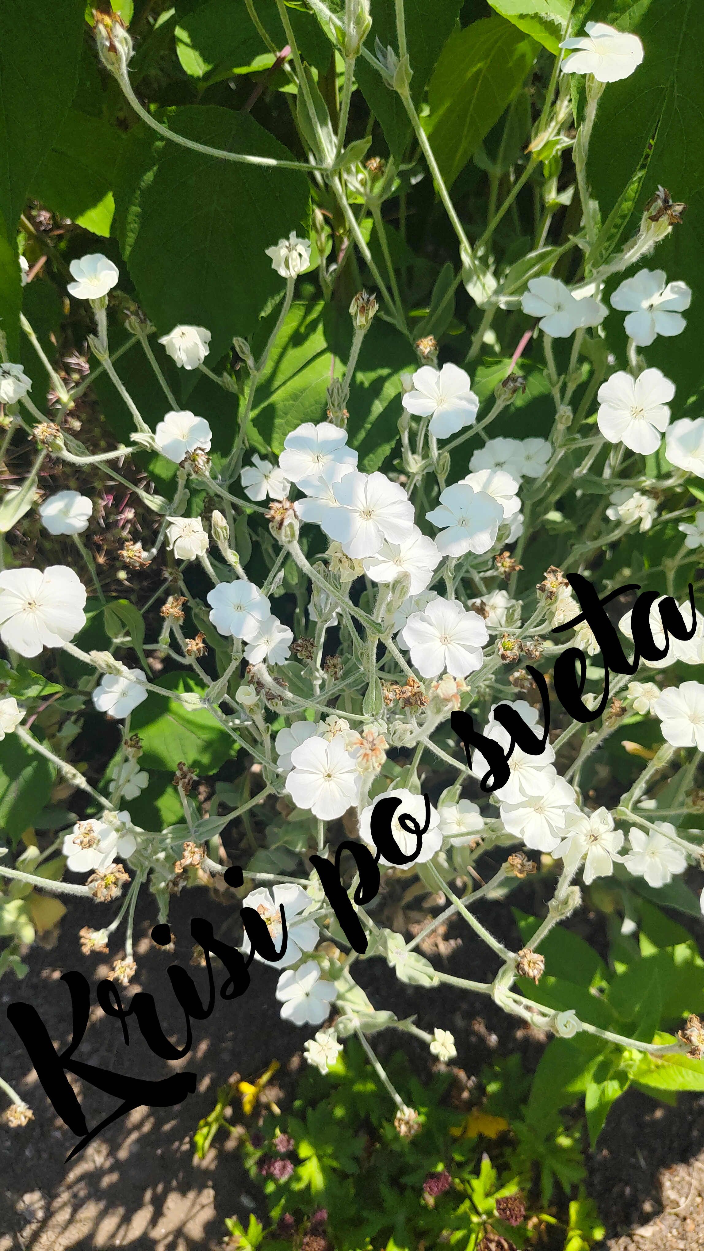 White Flowers Lychnis Coronaria – English Garden