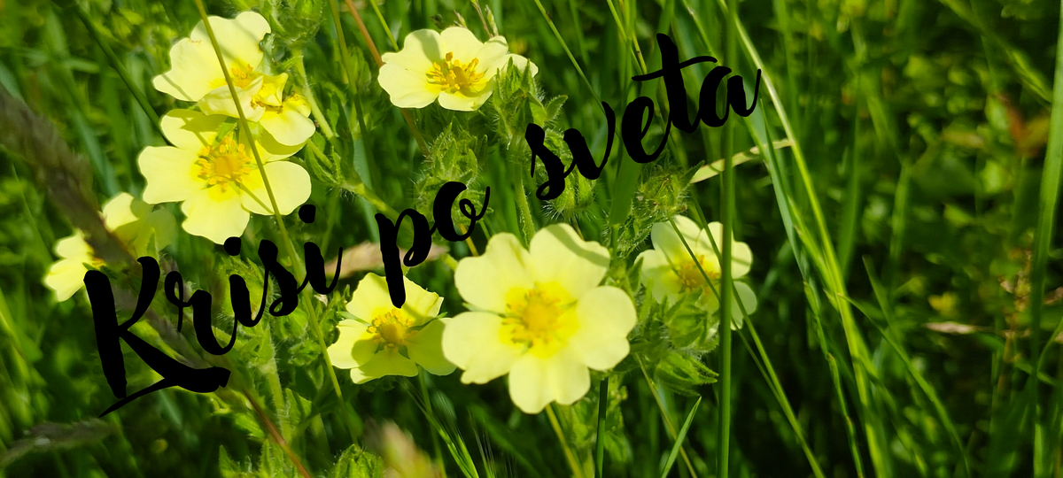 Yellow wildflowers in the meadow