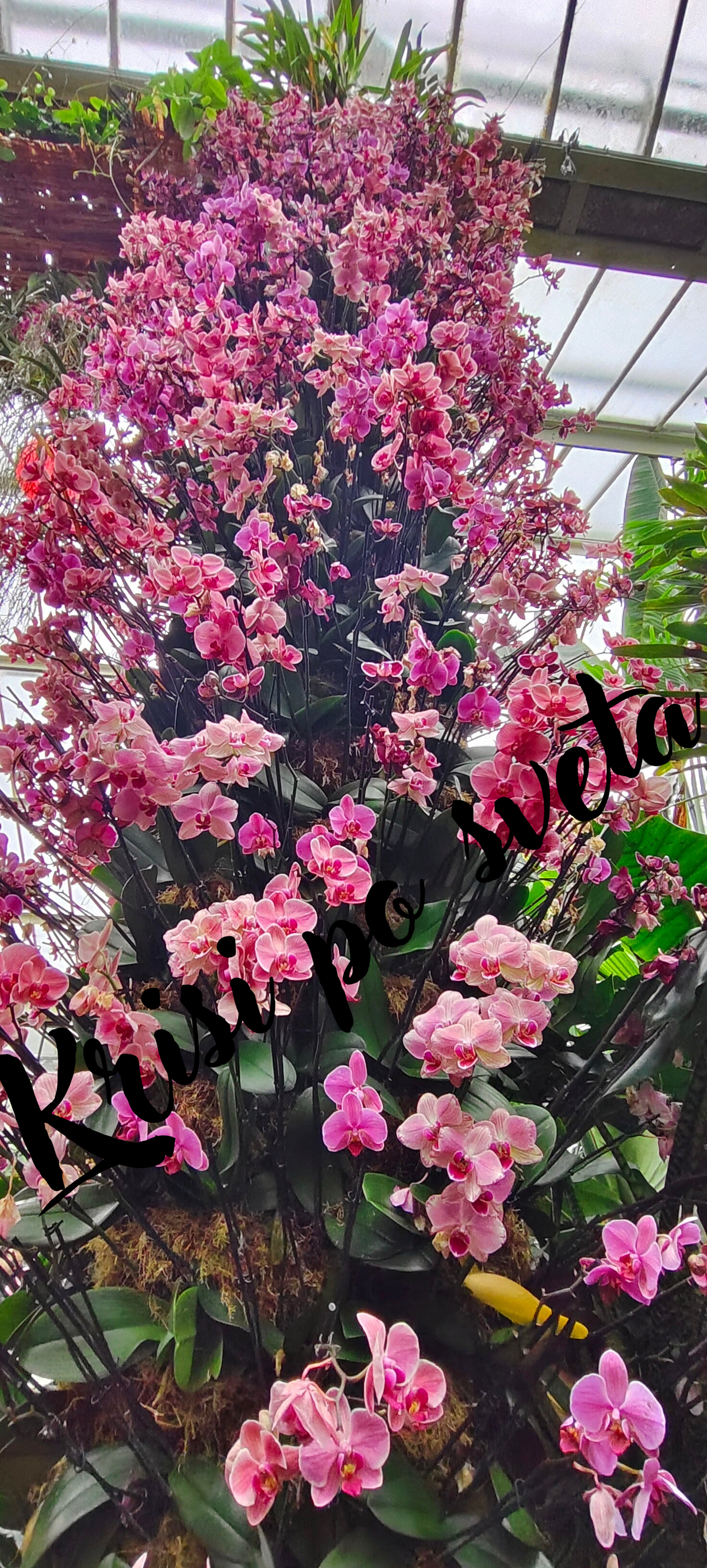 Pyramid of pink phalaenopsis orchids – Kew Gardens, London