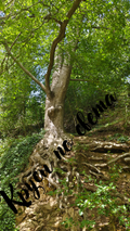 An ancient tree with exposed roots – the power of nature