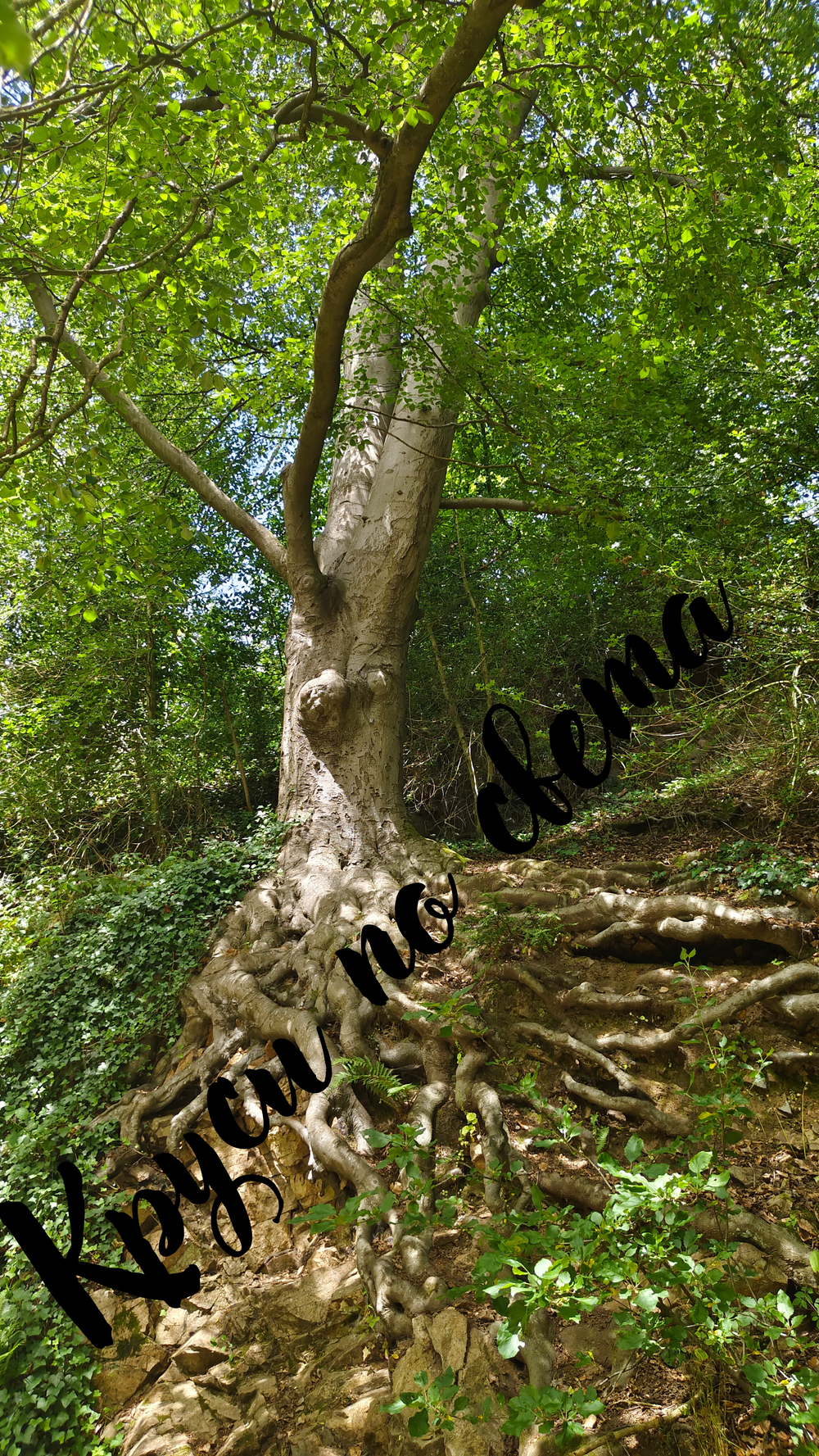 An ancient tree with exposed roots – the power of nature