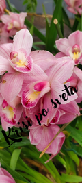 Pink Cymbidium Orchids – Kew Gardens, London