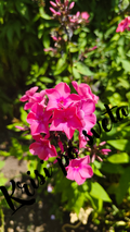 Phlox - Pink Magnificence | Digital Photo
