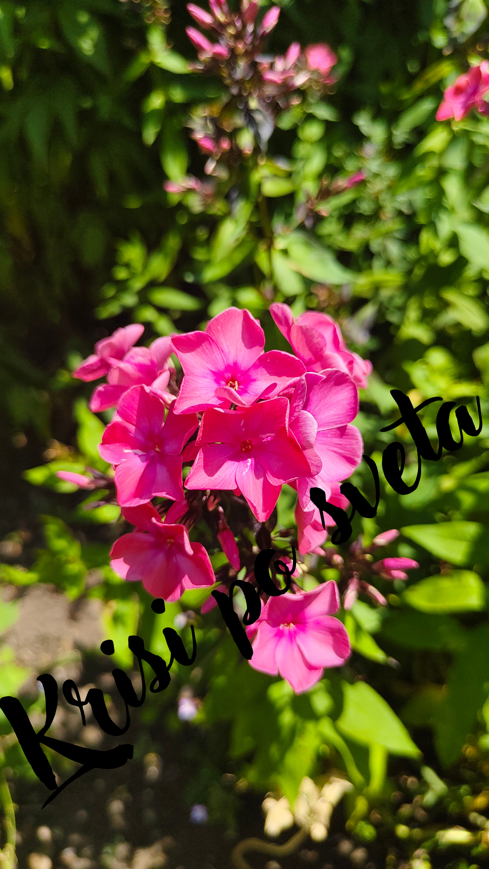 Phlox - Pink Magnificence | Digital Photo