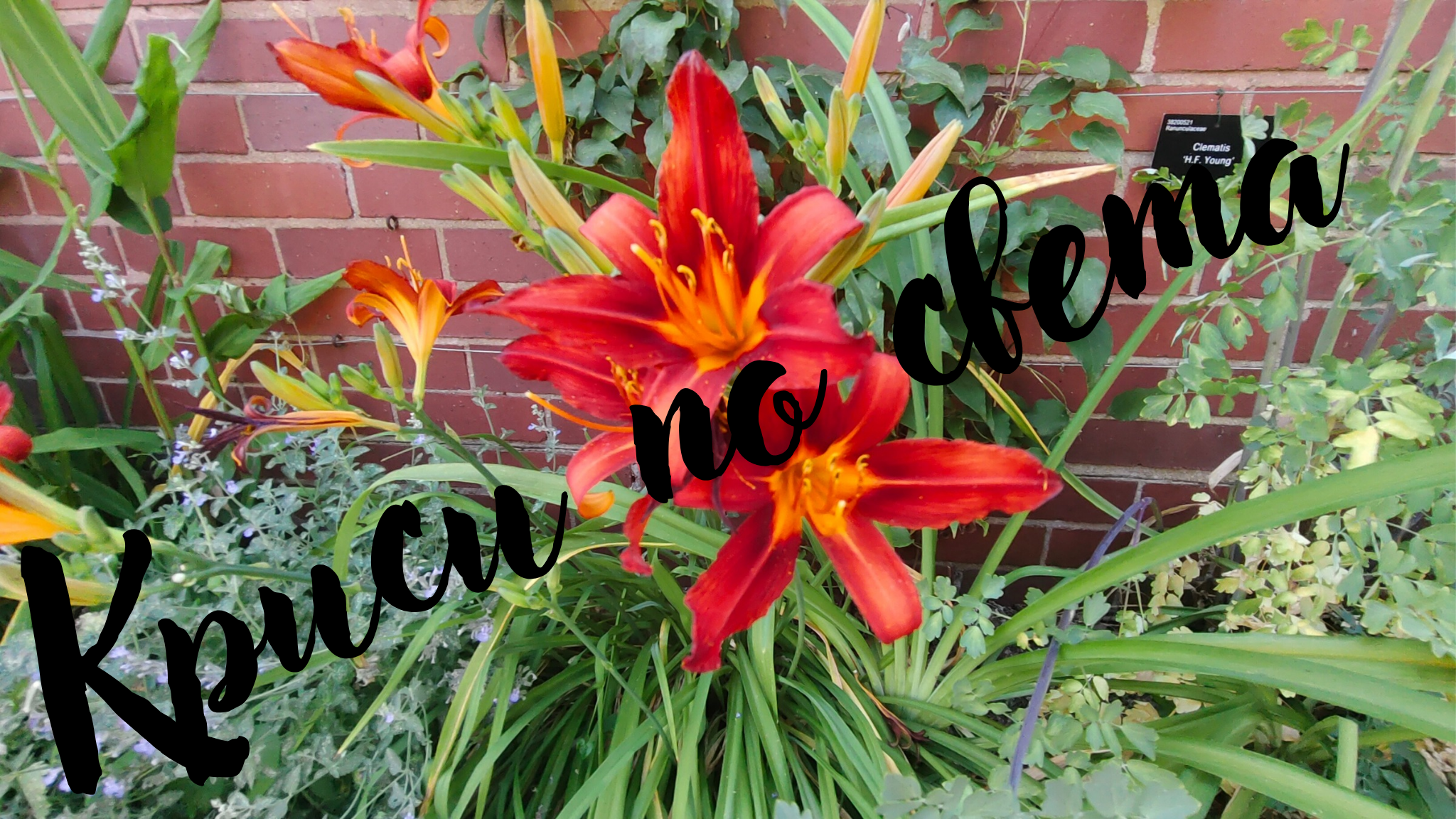 Fire in the Garden – Red Daylilies