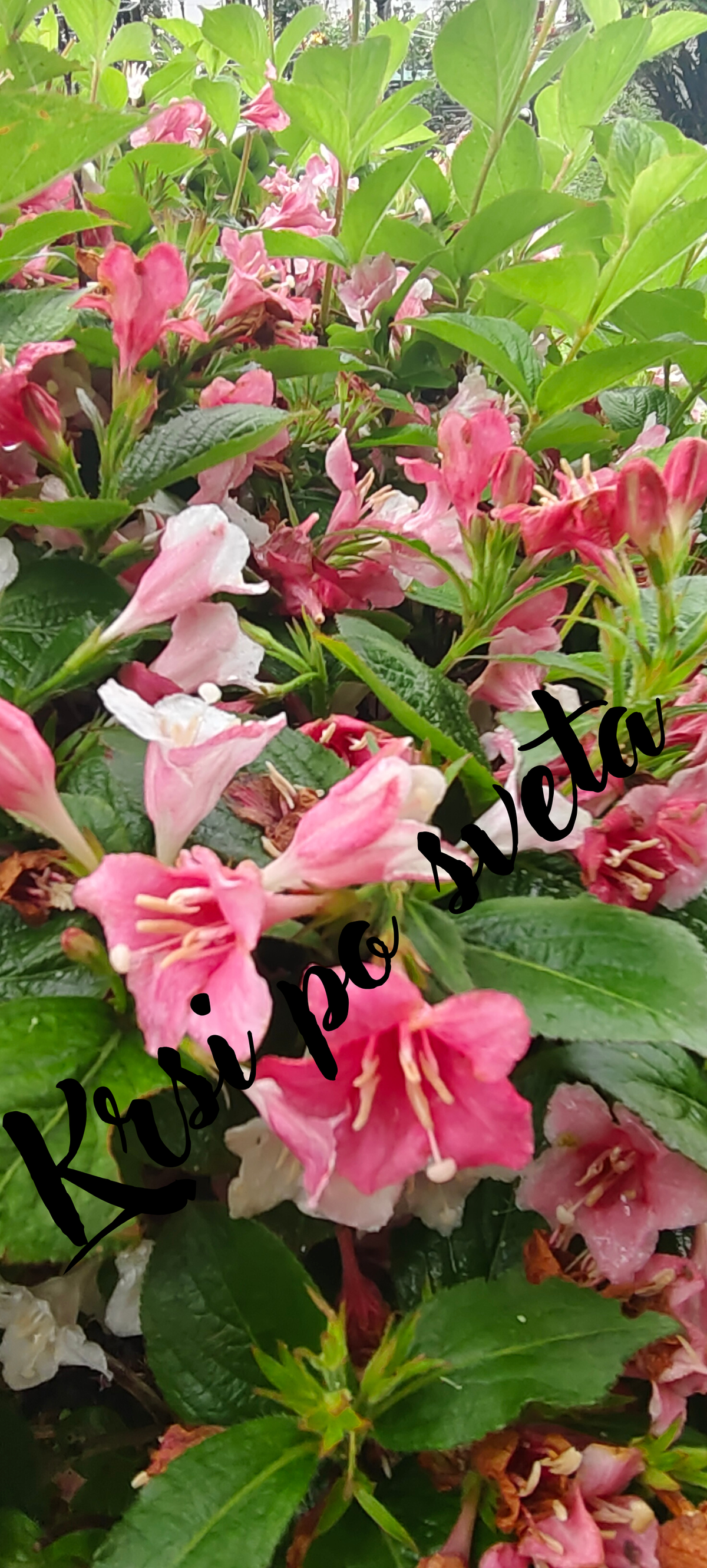 Weigela – Digital image