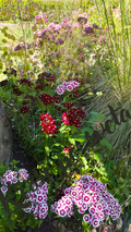 Sweet William – Garden Symphony | Digital Photo