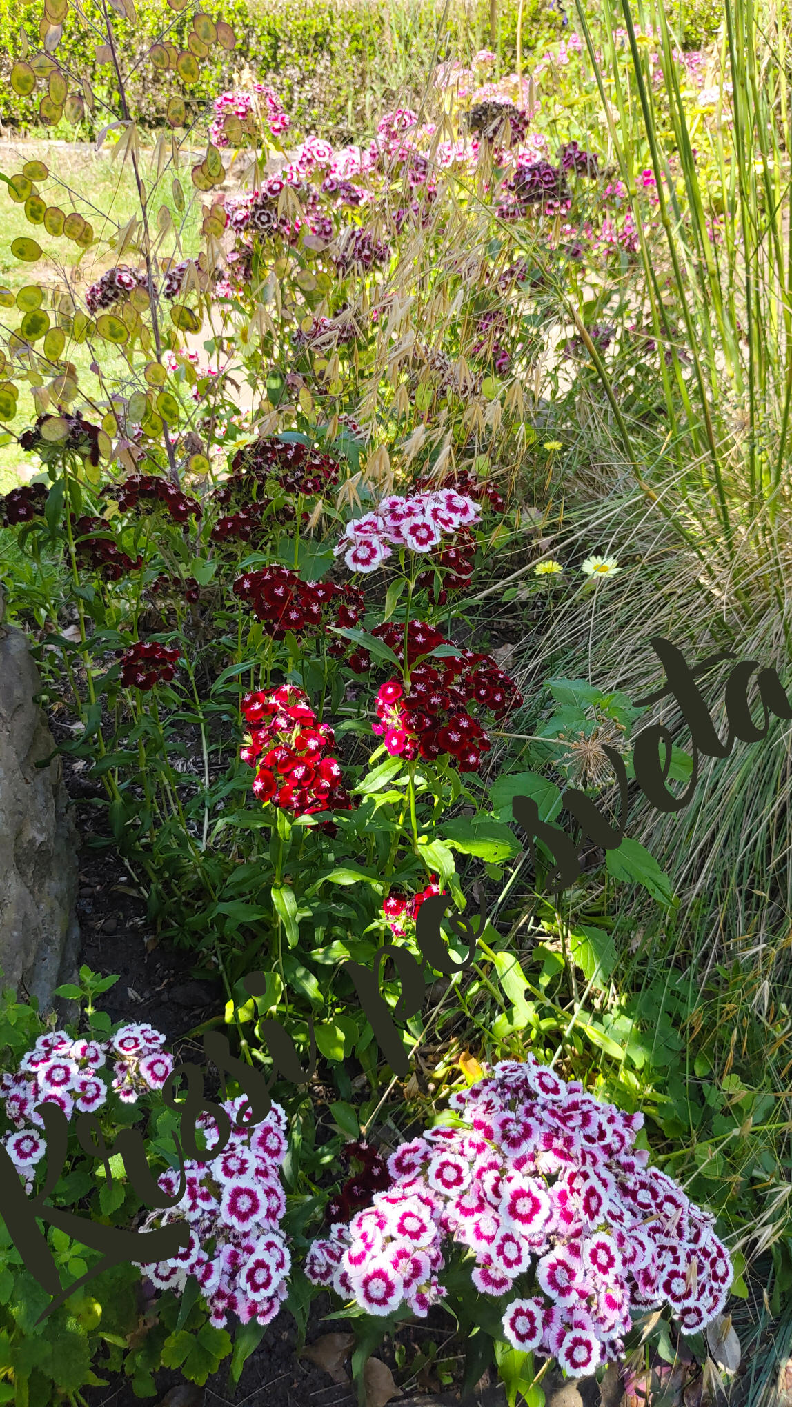Sweet William – Garden Symphony | Digital Photo