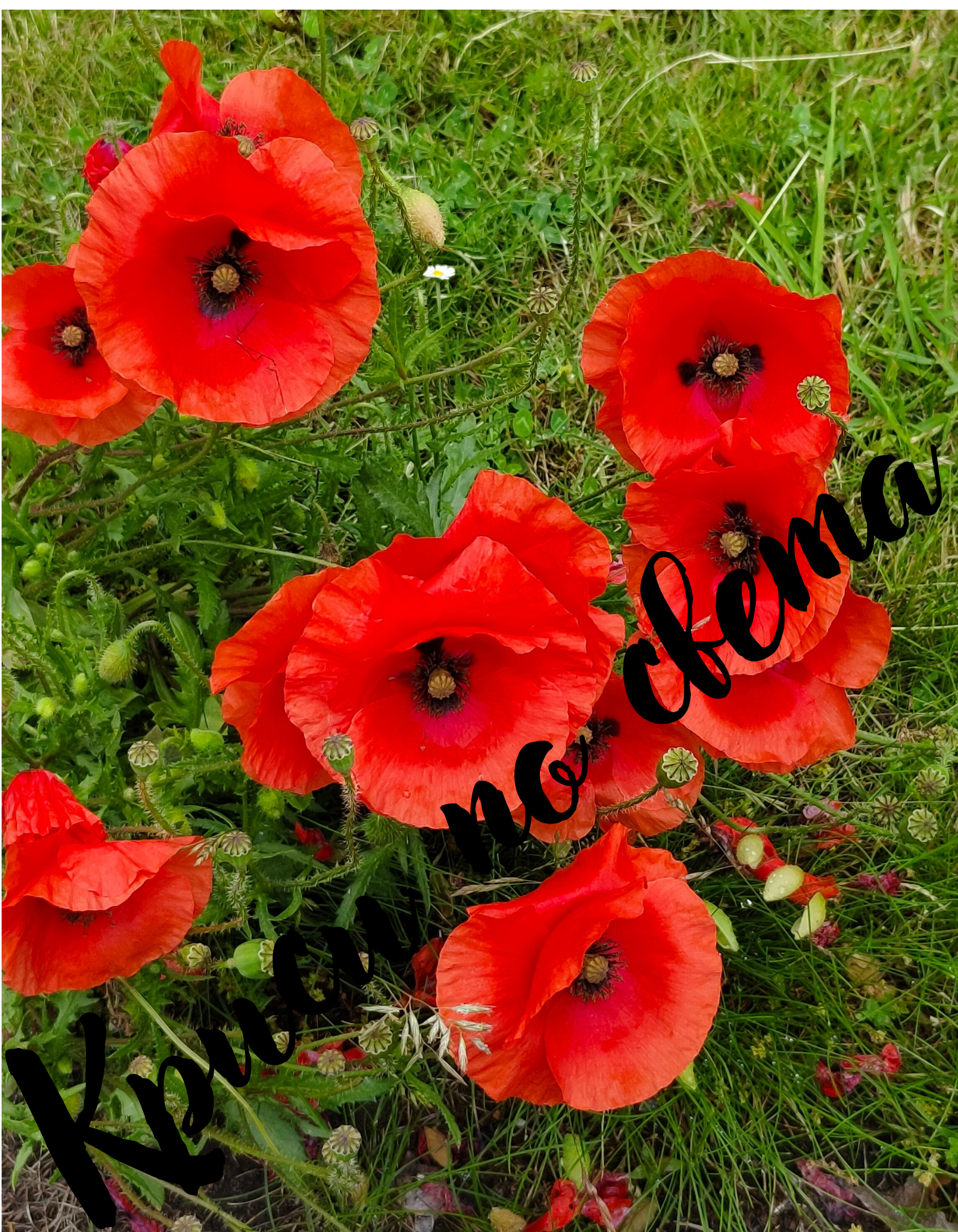Field of Fire - Red Poppies | Digital Photo