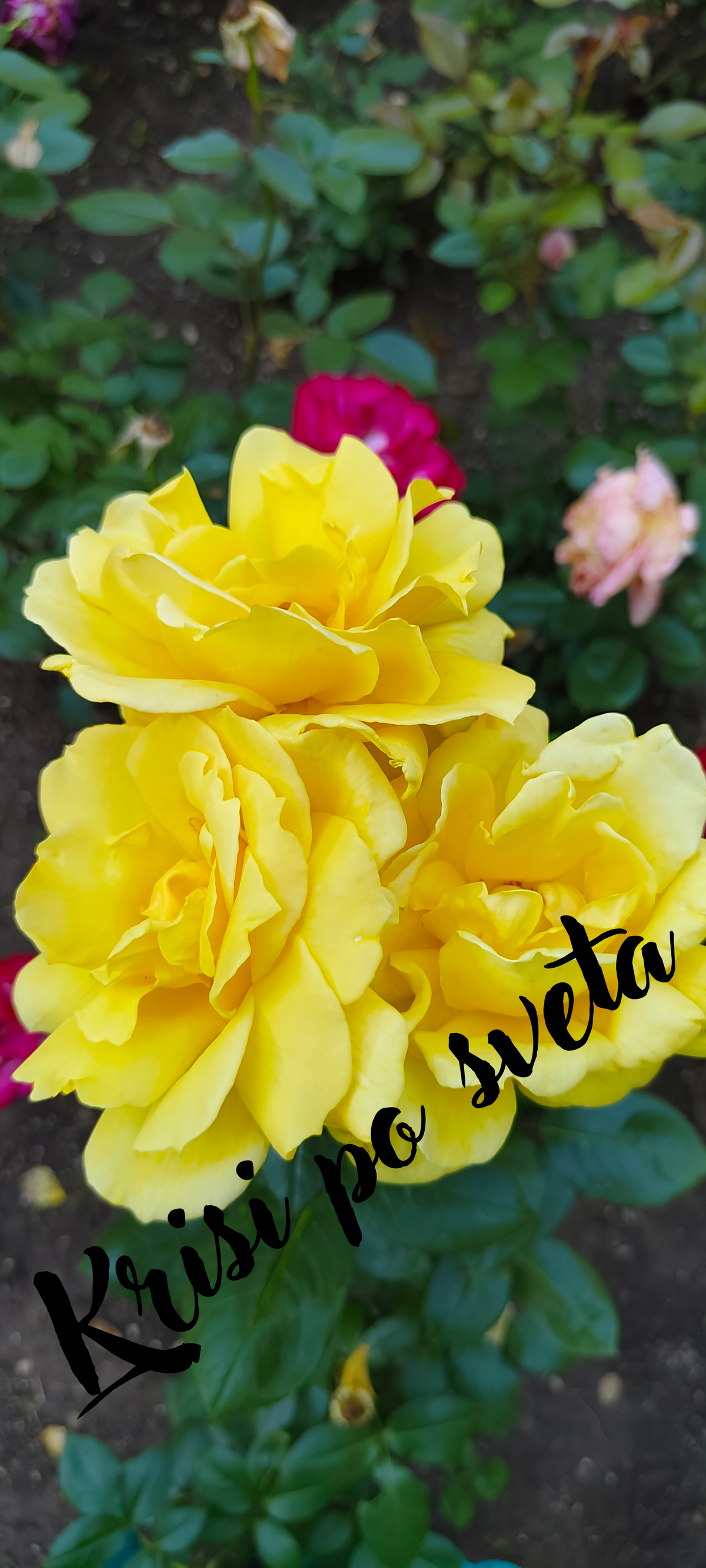 Yellow roses in the garden